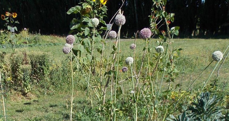 23 December 1993 
Plant Pathologist Has Enjoyed Field Application of Research Findings
