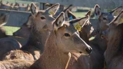 5 July 1994 
Deer Farmer of The Year Award