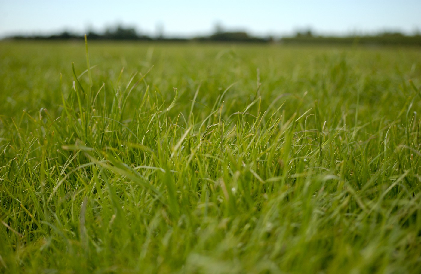 21 January 1994 
Crop Farming Categories Identified in Lincoln Research