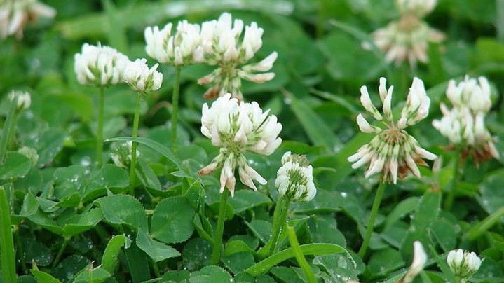 Image source: https://en.wikipedia.org/wiki/Trifolium_repens#/media/File:Starr_070313-5645_Trifolium_repens.jpg (cropped)