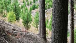 25 July 1995 
Lincoln Agroforestry Trial Attracts Wide Interest