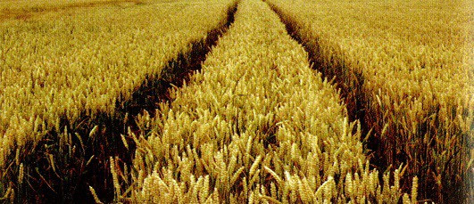 15 July 1995 
Ploughing Up A Warmer Climate - A Timely Tale In This Chilly Season