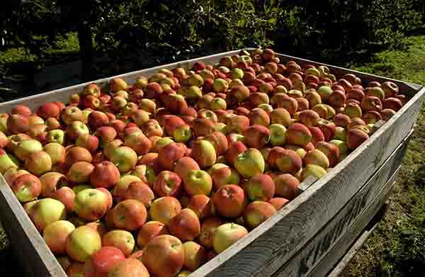 5 September 1997 
Lincoln students put Auckland horticulture under microscope
