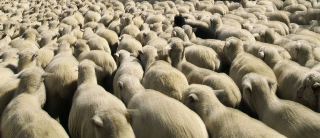 23 May 1995 
The Worm Turns (For Scrutiny) And Other Sheepish Tales