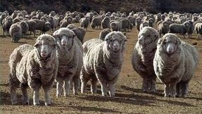 4 February 1997 
All that's woolly is the fibre &ndash; everything else is solid science