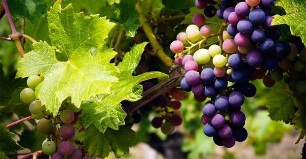 31 July 1998 
Overseas speakers will add bubble to Grapes and Wine School