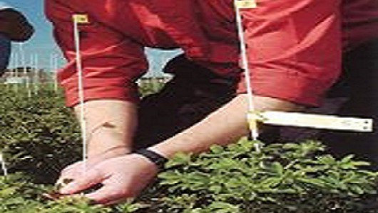 31 July 1998 
Lucerne offers helping hand for drought-prone farmers &ndash; Lincoln scientist