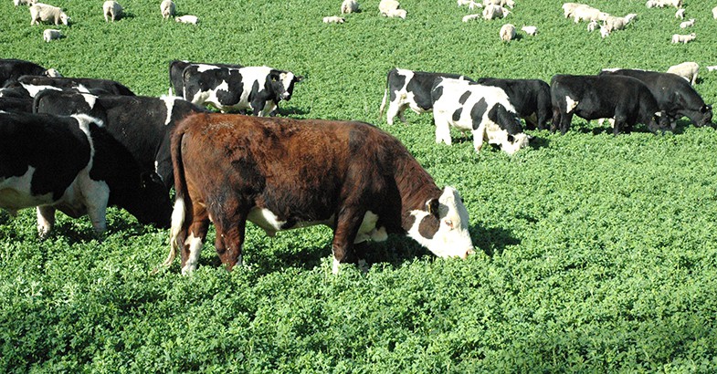 8 January 1998 
Seminar for dairy farmers looks at issue of selection for animal size and milk yield