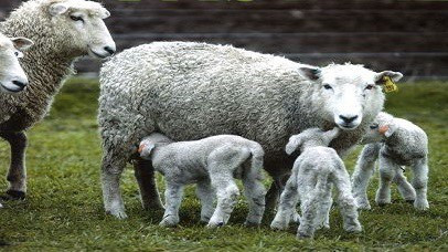 17 October 1996 
Identical twin lamb breakthrough a research cost&shy; saver