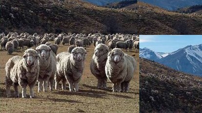 7 June 2001 
Lincoln and WoolPro join forces to boost sheepfarming industry productivity