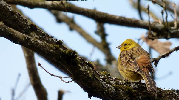 26 April 2002 
Survival of yellowhammers goes under spotlight