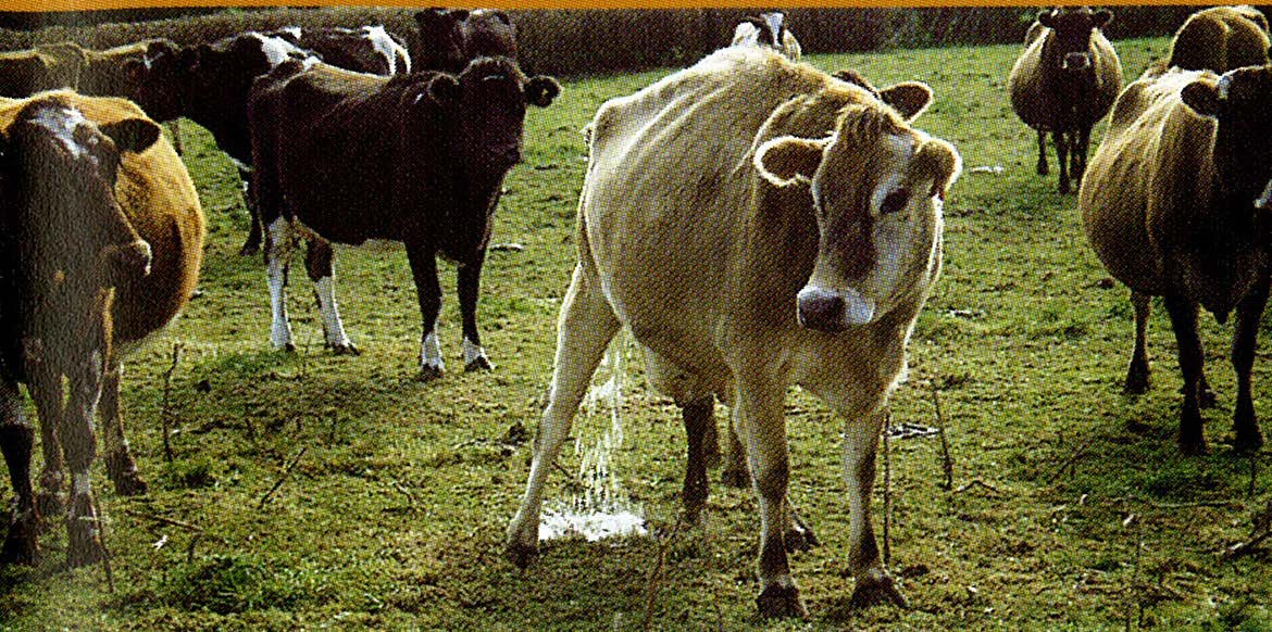 Focus Day at Lincoln for dairy farmers