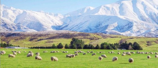 20 July 1992 
Sheep Dogs Showed Their Mettle in Snow Rescue Work
