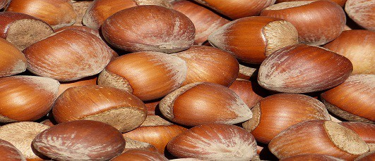 Hazelnuts, one of the up and coming crops grown commercially in New Zealand