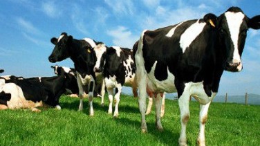 Lincoln University's Dairy Farm