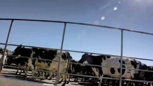 Once-a-day milking may provide economic and social benefits.