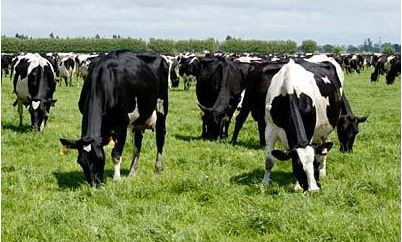 7 February 2008
New insight into advantages of Once-a-Day milking for farming families 