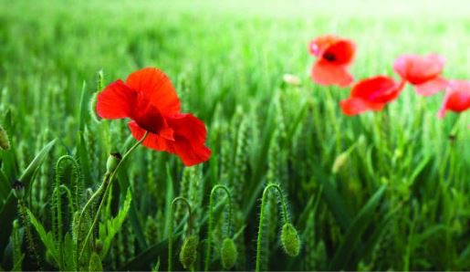 28 April 2008
Lincoln University ANZAC service well supported 