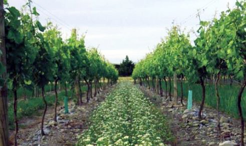 14 May 2008
Greening Waipara hits the road 