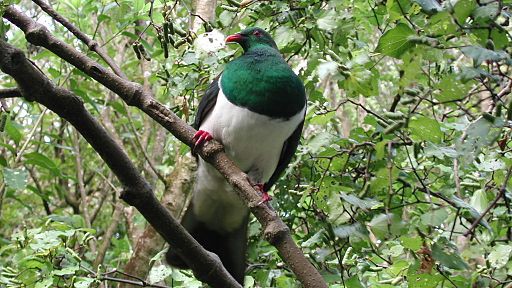 By Pseudopanax at en.wikipedia (Own work) [GFDL (http://www.gnu.org/copyleft/fdl.html) or CC BY-SA 4.0-3.0-2.5-2.0-1.0 (http://creativecommons.org/licenses/by-sa/4.0-3.0-2.5-2.0-1.0)], via Wikimedia Commons