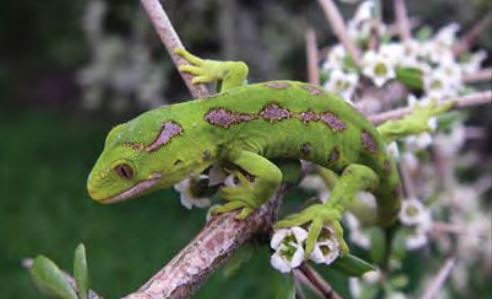 A juvenile jewelled gecko on flowering matagouri, Marieke Lettink