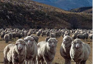 21 October 2009
Lincoln University link in large European-led livestock research project 