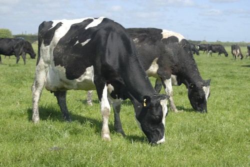 31 August 2010
Lincoln scientist addresses hot topic in Canterbury dairying 