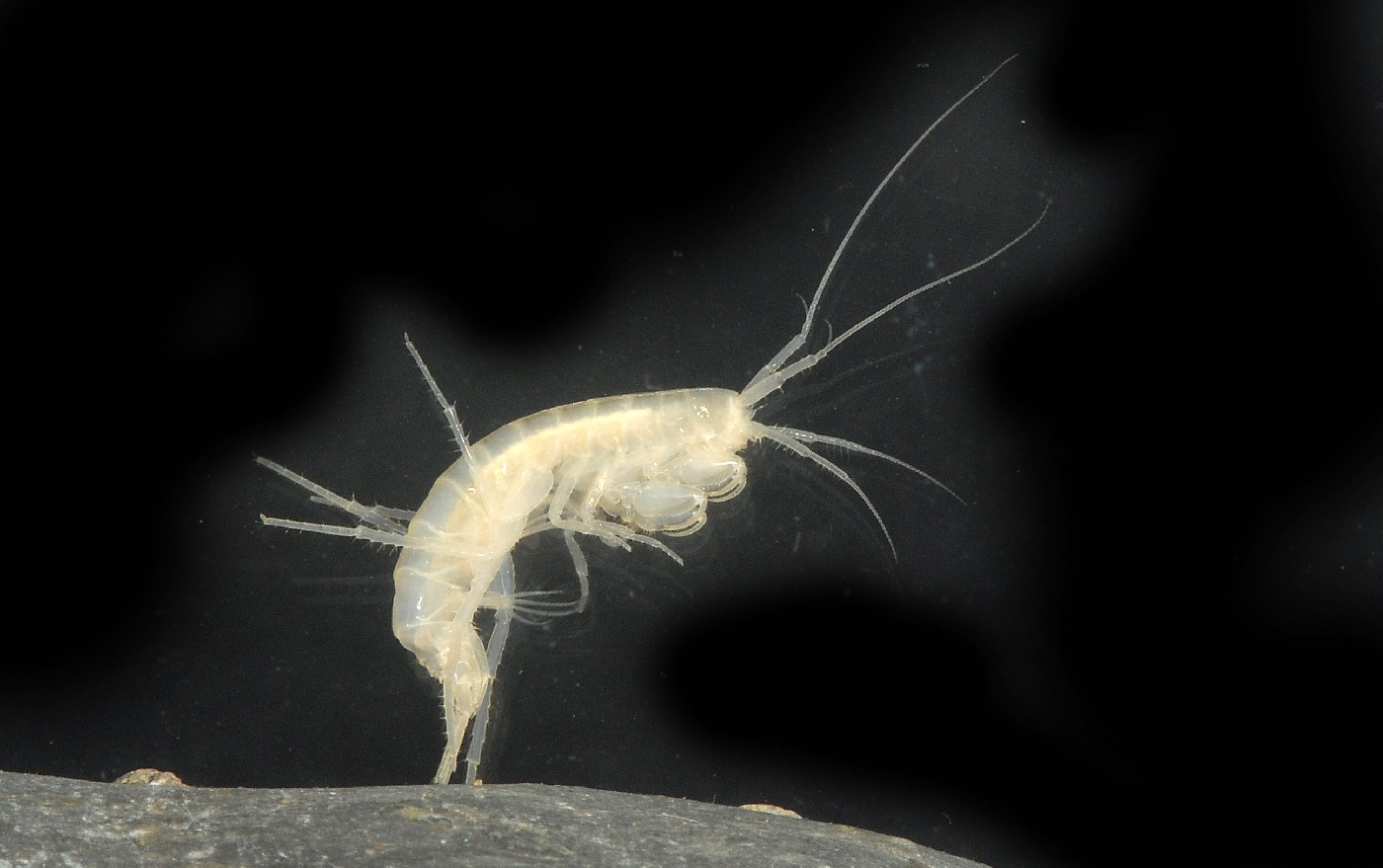 Phreatogammarus fragilis