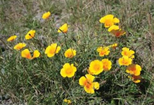 27 October 2010
Weed invasions and fungal protein battles targeted by Lincoln University Marsden-funded researchers 