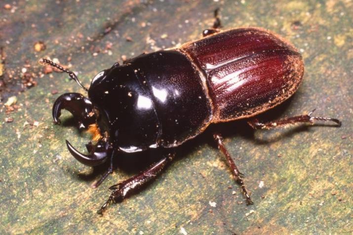 25 August 2011
The 3rd combined Australian and New Zealand Entomological Societies conference at Lincoln University 