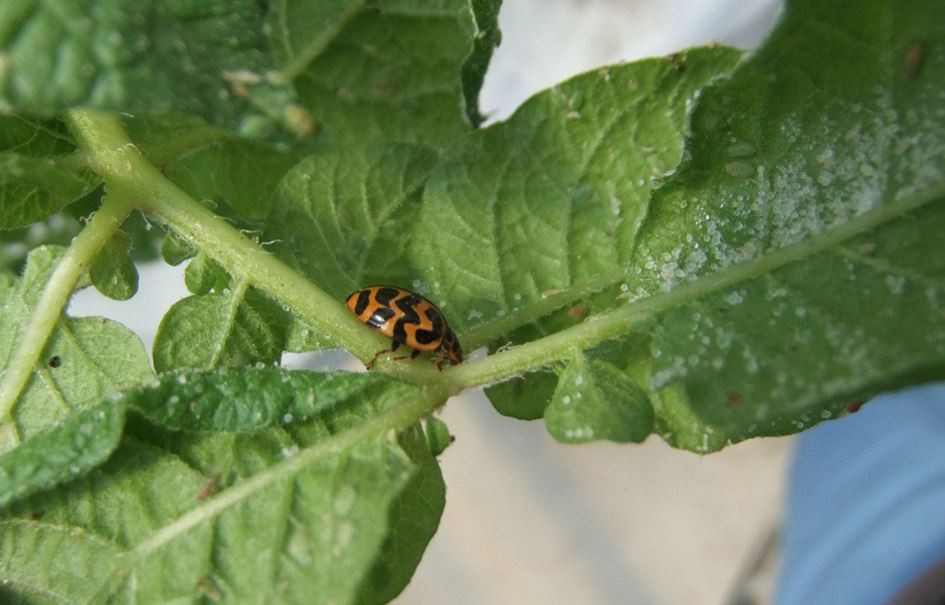 Southern Ladybird