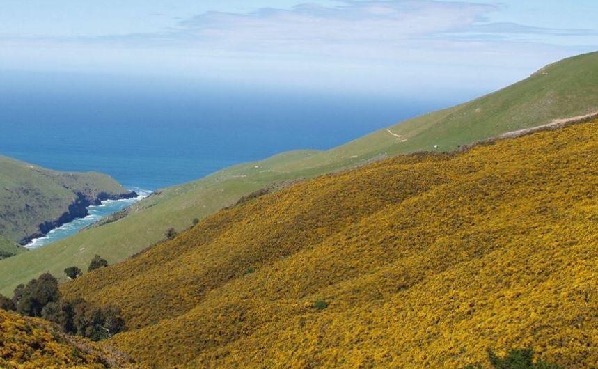 Gorse on Banks Peninsula