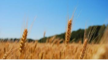 10 June 2014
Flour producer gets grant to develop nutrition focused products 