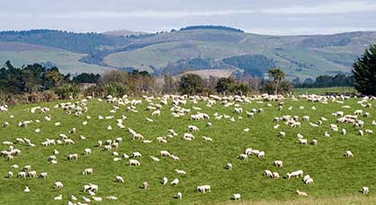 10 November 2014
New facility aims to boost sheep profits 
