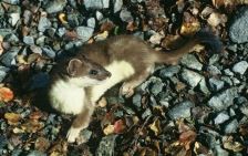 19 November 2014
Lincoln&rsquo;s wildlife warriors take fight to pests