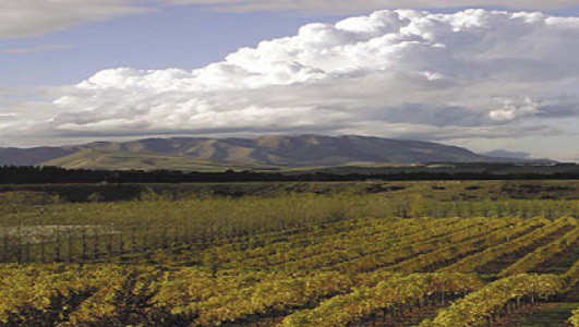 Canterbury is now ranked sixth among the grape growing regions of New Zealand thanks to research at Lincoln University