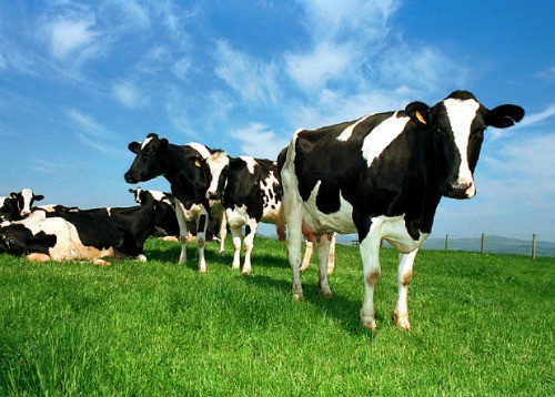 17 April 2015
Positives in low prices for &lsquo;Saudi Arabia of milk&rsquo;