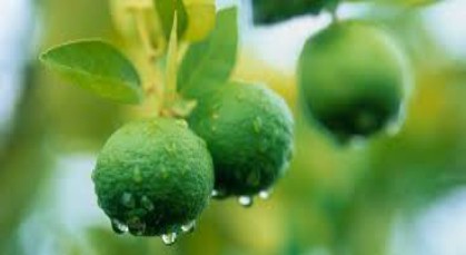 16 July 2015
Expert&rsquo;s visit fruition of relationship cultivation 