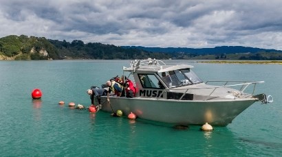 Sustainable Seas National Science Challenge mussel research in Ohiwa Harbour. Photo Dave Allen.