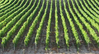 22 July 2015
Can wine complexity make you think more? 