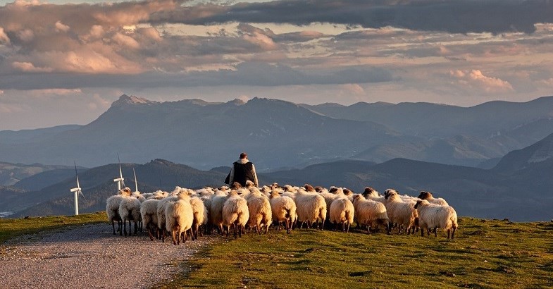 10 March 2021
New future for grazing systems and pastoral industries