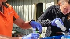 14 March 2021
Stoat diet dissected to protect vulnerable species