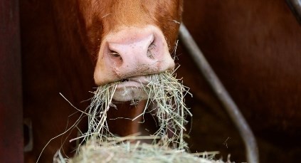 31 March 2021
Changing feeding times helps fight climate change