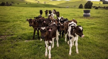 5 May 2021
NZ behind Ireland in building green credentials