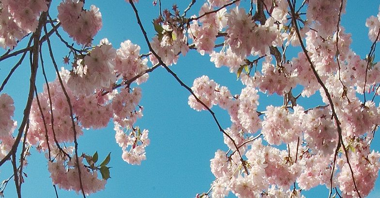 5 November 2015
Distinguished former student returns from across the Tasman 