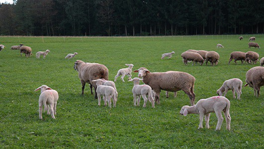 Lincoln University and animal health company Ancare have announced a new partnership to continue the development of novel molecular DNA vaccines for sheep