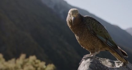 25 May 2021
Lincoln contributes to conservation series