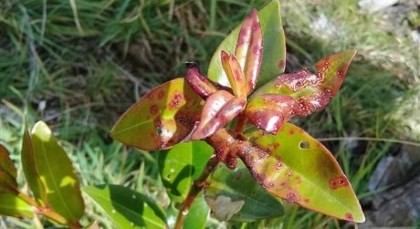 Image: Myrtle rust, Ministry of Primary Industries