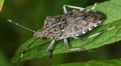 11 March 2015
Lincoln student in frontline of battle against stink bug