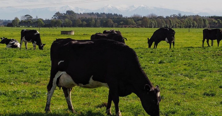 2 September 2021
Lincoln University Dairy Farm launches new dairy sector initiatives